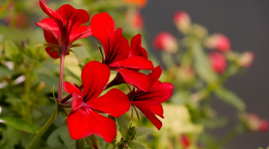 geraniums