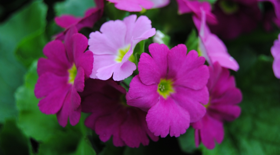 primula-obconica